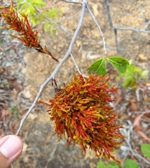 Ouratea hexasperma