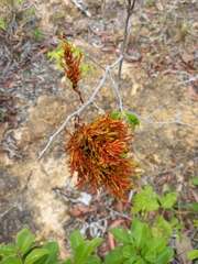 Ouratea hexasperma