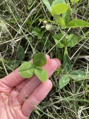 Trifolium repens