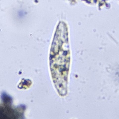 Hypotrichia