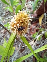 Trigona