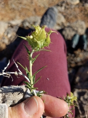 Hecastocleis shockleyi