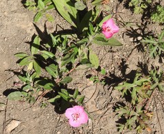 Oenothera deserticola