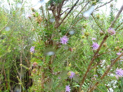 Melaleuca squamea