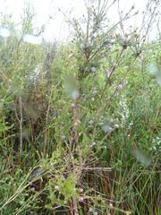 Melaleuca squamea