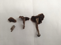 Cortinarius parvannulatus