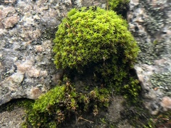 Syntrichia ruralis
