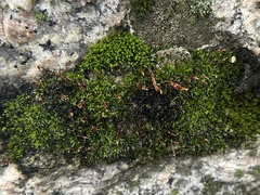 Syntrichia ruralis