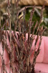 Hypericum gentianoides