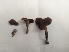 Cortinarius parvannulatus