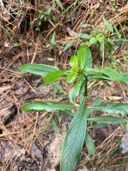Hygrophila