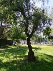 Schinus molle