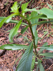 Hygrophila