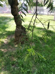 Schinus molle