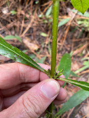 Hygrophila