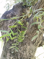 Schinus molle