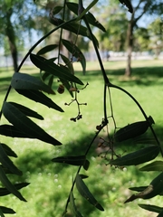 Schinus molle