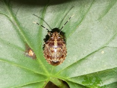 Antiteuchus