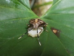 Antiteuchus