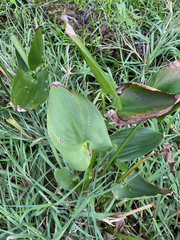 Pontederia cordata