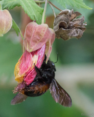 Xylocopa augusti