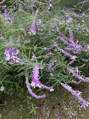 Salvia leucantha