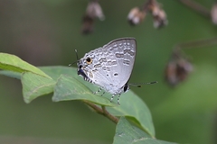 Sinthusa chandrana