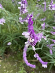 Salvia leucantha