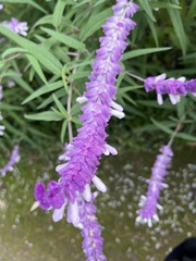 Salvia leucantha