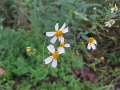 Bidens alba image