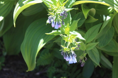Mertensia
