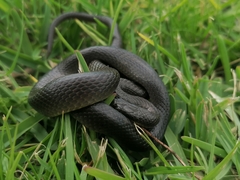 Lycodonomorphus rufulus