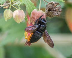 Xylocopa augusti