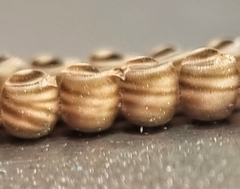 Agaeus
