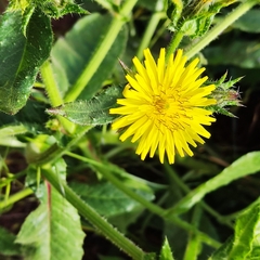 Helminthotheca echioides