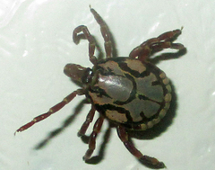 Amblyomma hebraeum