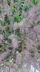 Eragrostis amabilis