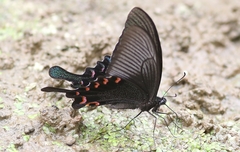 Papilio bianor