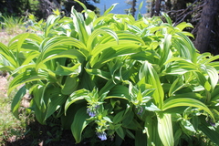 Mertensia