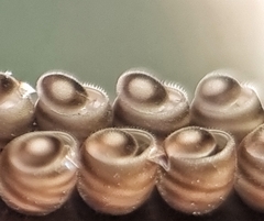 Agaeus