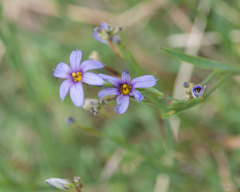 Sisyrinchium platense