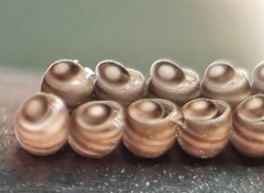 Agaeus