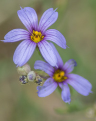 Sisyrinchium platense