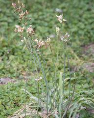 Nothoscordum gracile