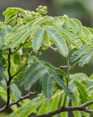 Albizia julibrissin