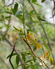 Senna corymbosa