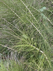 Equisetum telmateia telmateia