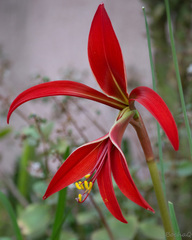 Sprekelia formosissima