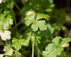 Petroselinum crispum