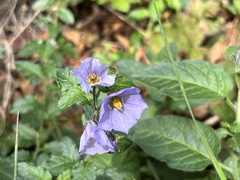 Solanum umbelliferum